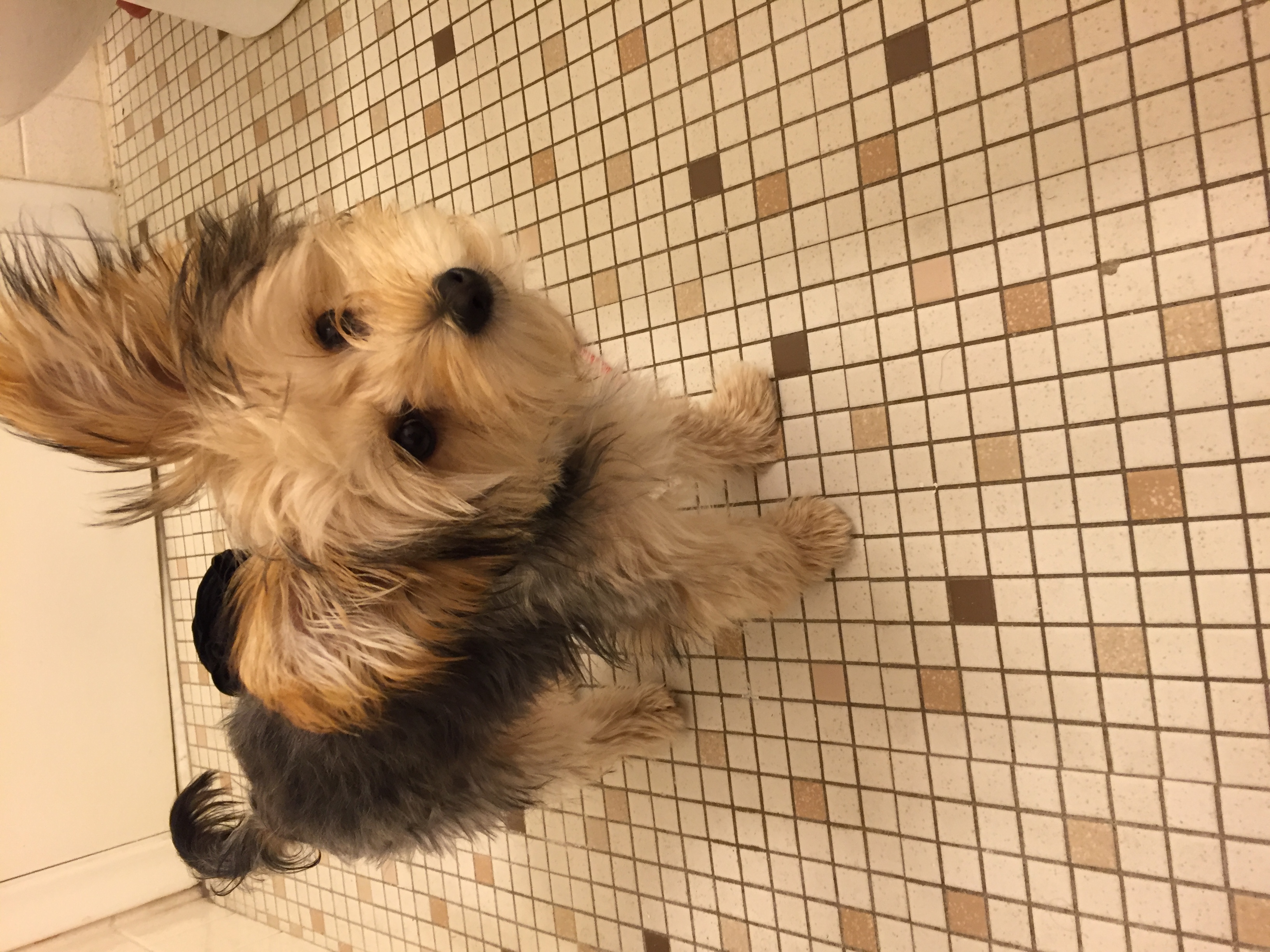 Chorkie