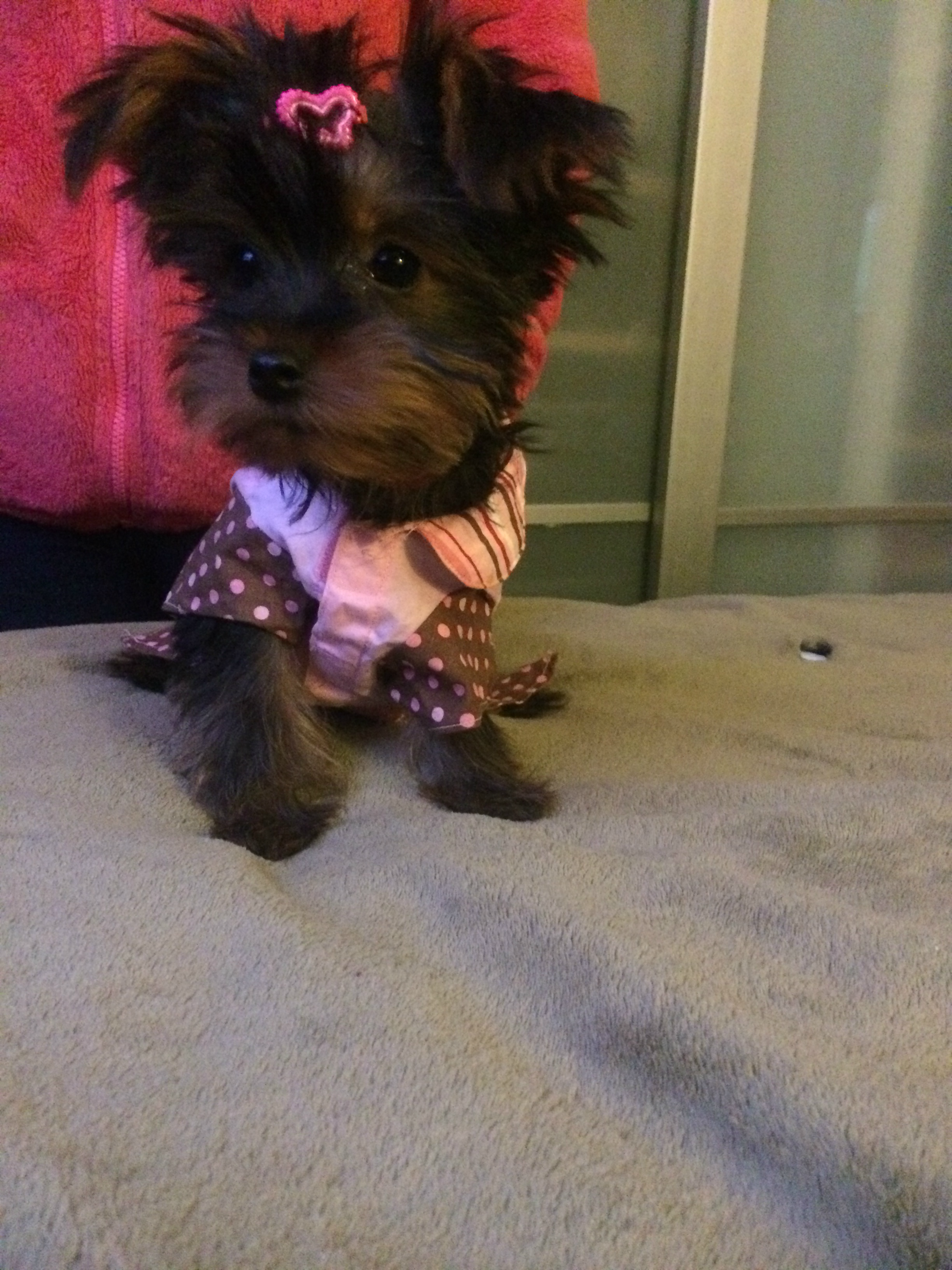 Yorkie