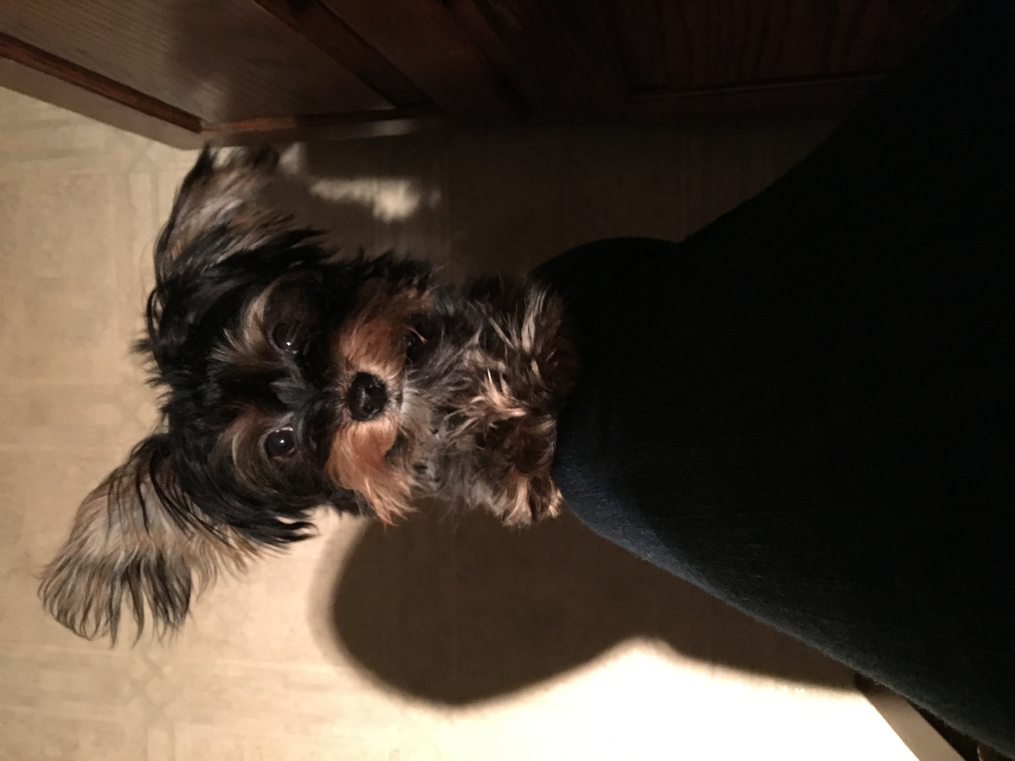 Chorkie