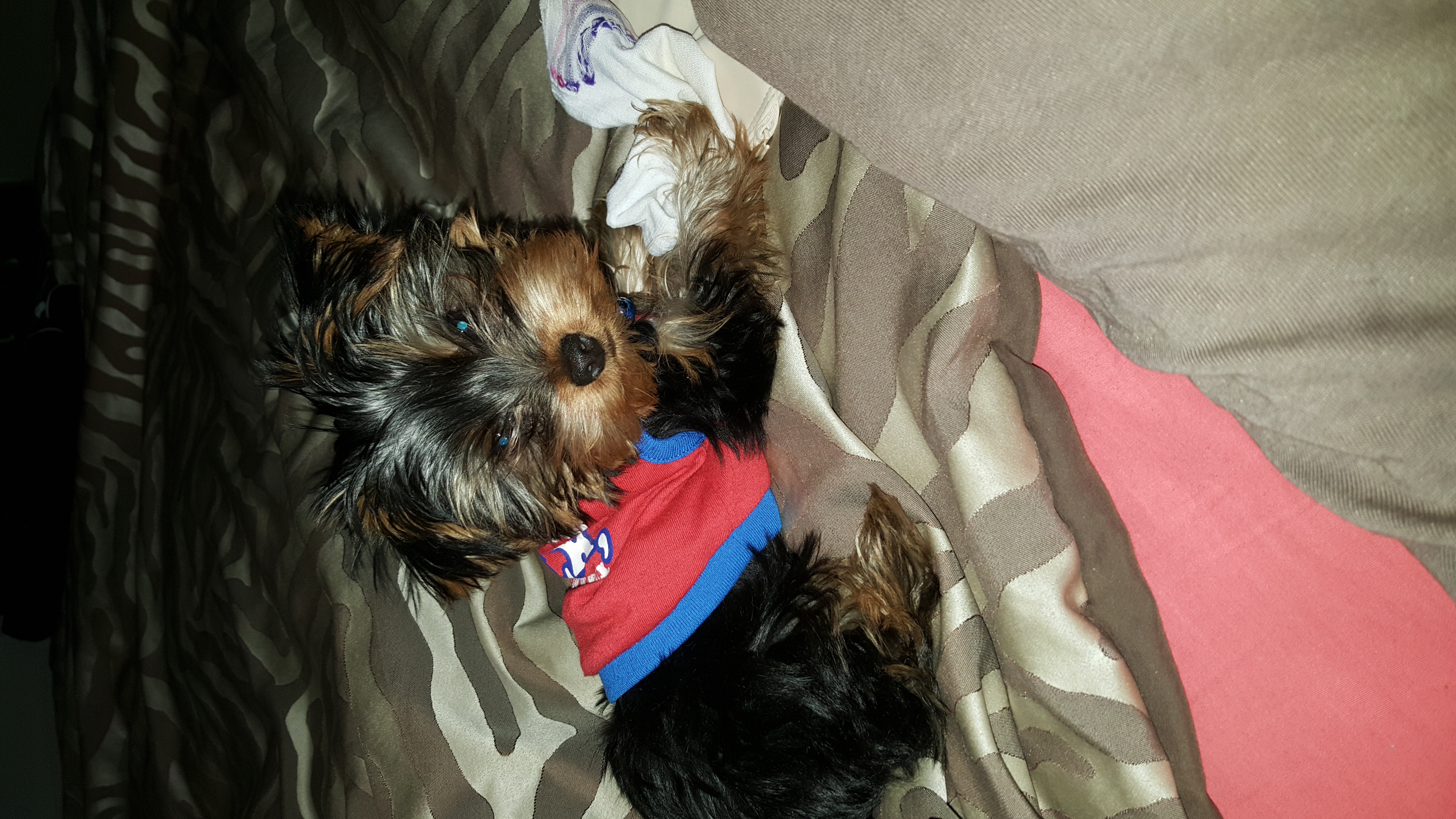 Yorkie