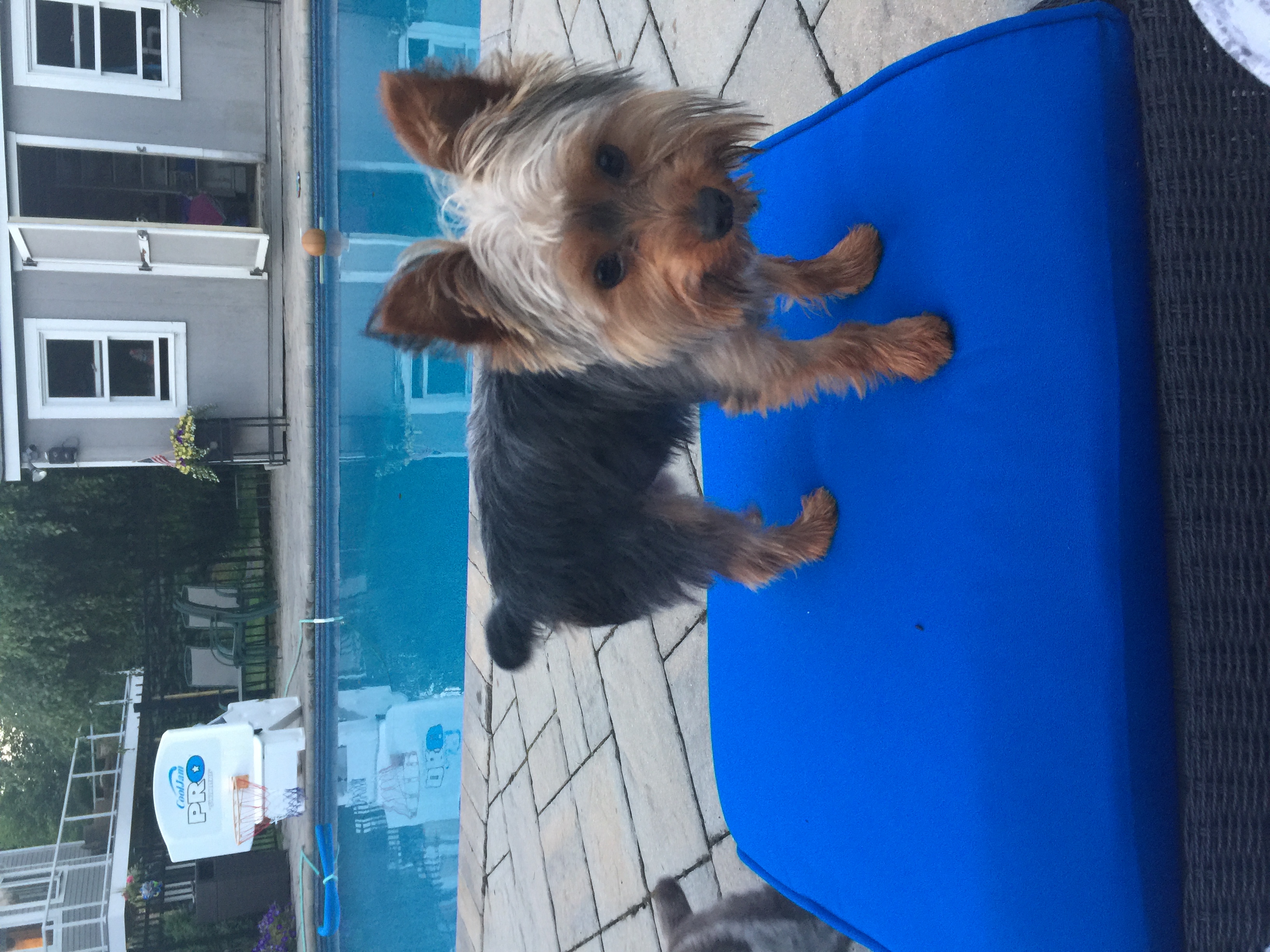 Yorkie
