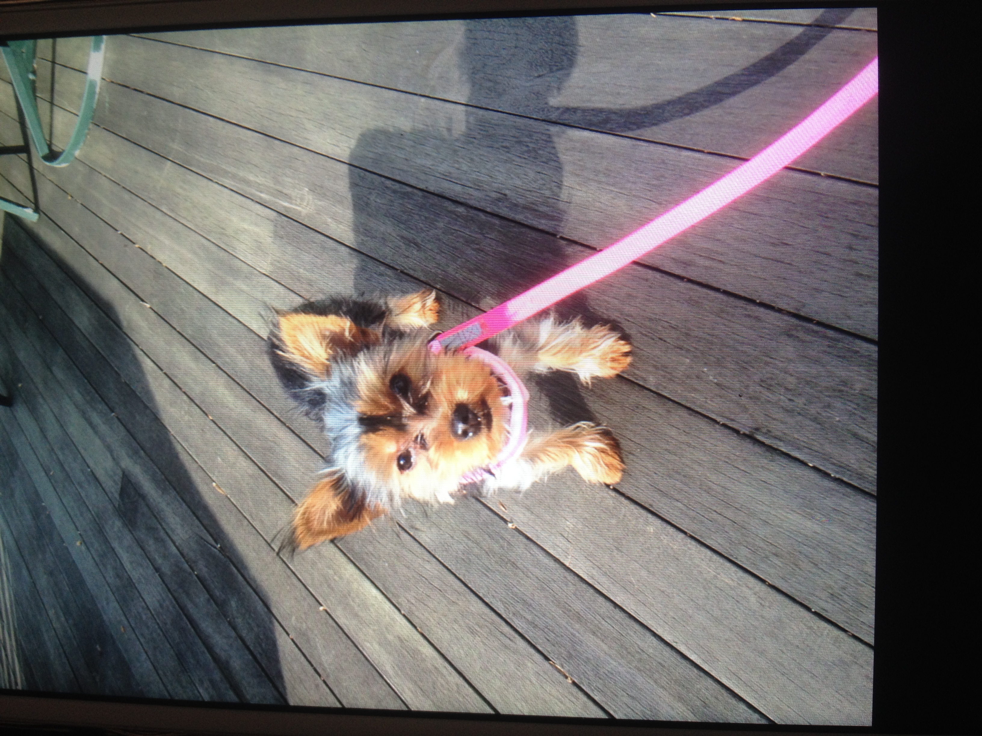 Yorkie