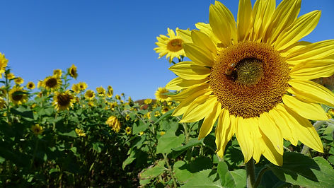 sunflower.jpeg