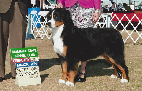 AKC GCH Bernese Mountain Dog