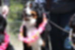 Bernese Mountain Dog Colorado