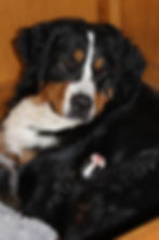 Bernese Mountain Dog Puppy