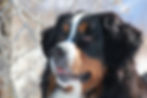Bernese Mountain Dog in Snow