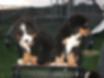 Bernese Mountain Dog puppies