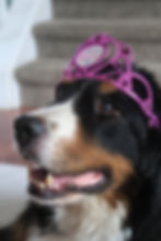 10 year old Bernese Mountain Dog