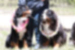 Bernese Mountain Dogs