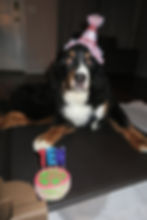 10 year old Bernese Mountain Dog