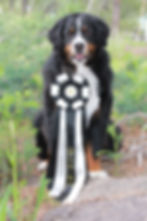 Bernese Mountain Dog Versatility