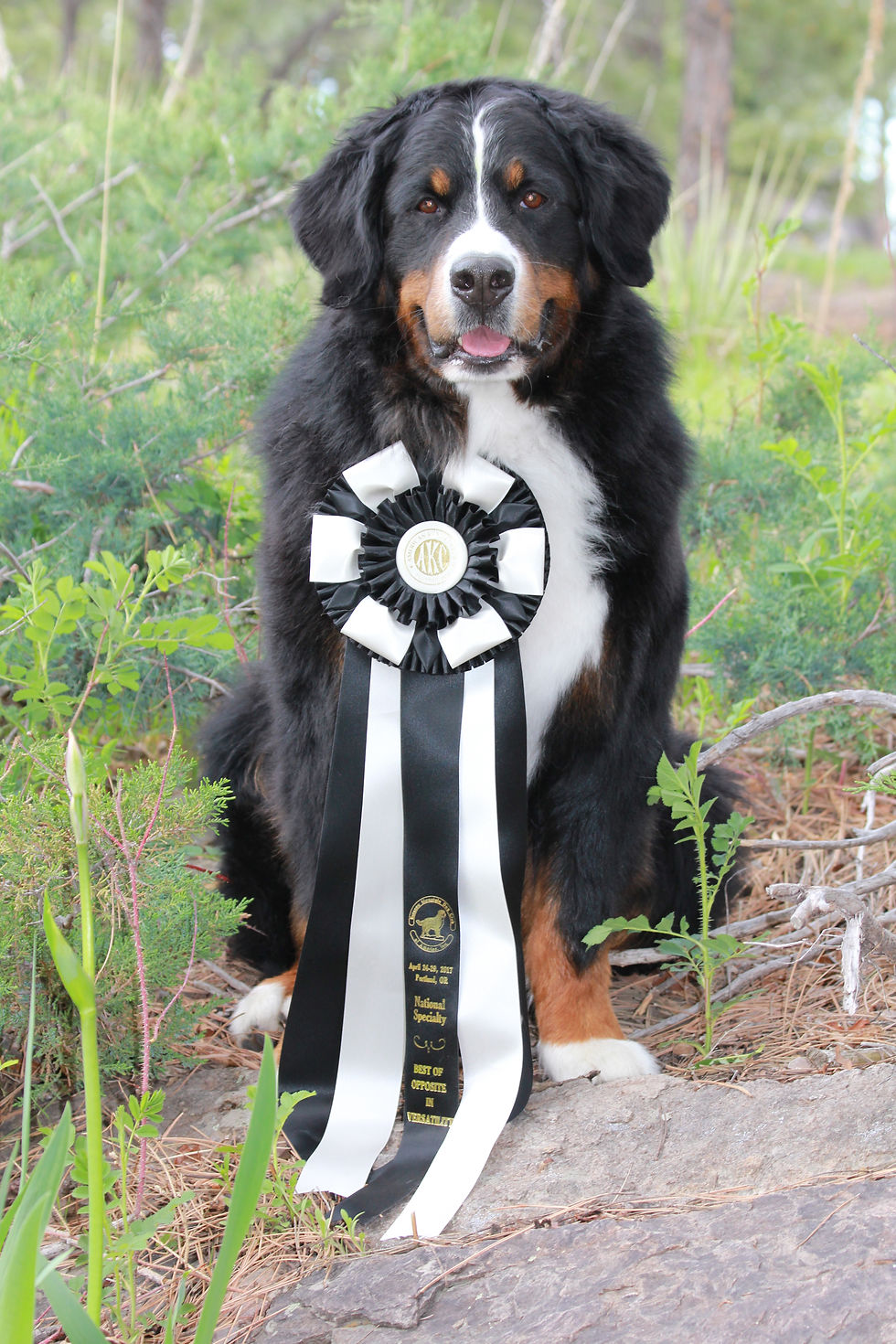 Bernese Mountain Dog Versatility