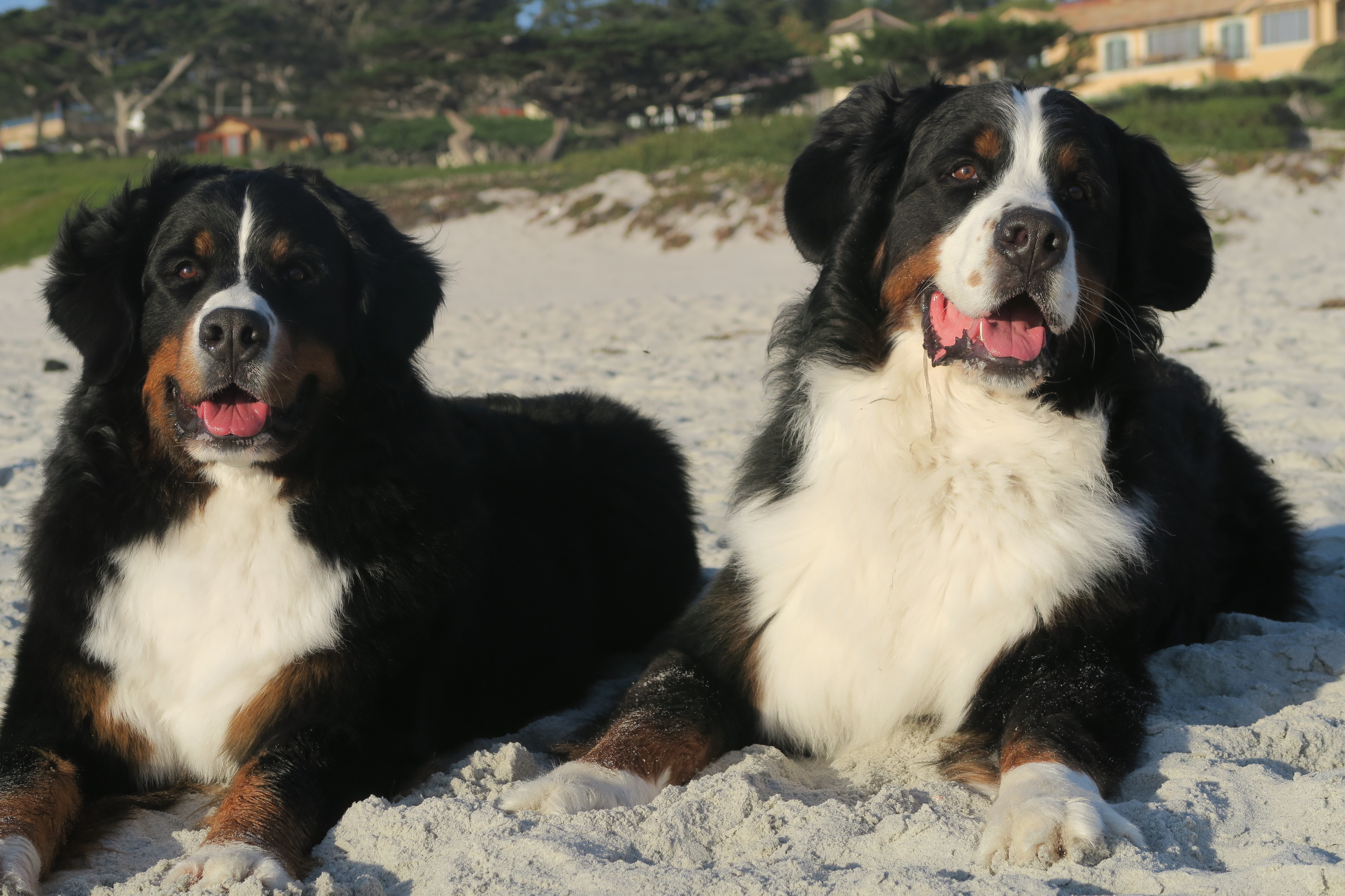 exotic kittens for adoption