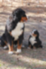 Bernese Mountain Dog Puppy