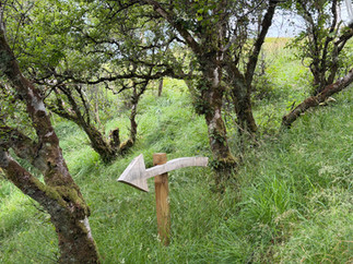helpful arrows through forest