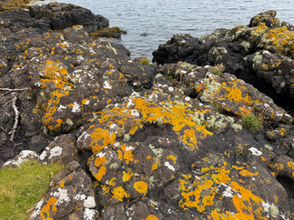 lichen at the rocky shore