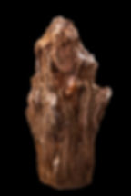 Druzy Petrified Wood