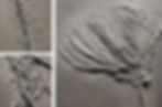 Superb Sea Lily Wall (details)
