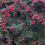 Thumbnail: Cotoneaster 'Cornubia'