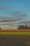 Wooden Shoe Tulip Farm in Woodburn, Oregon.jpg