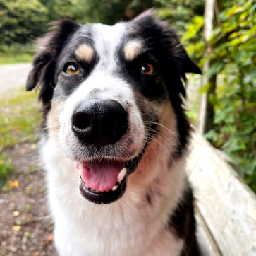 Dog, Border Collie, Siberian Husky, Mixed Dog, Dogwalking, Forest, Happy, Zürich, Zurich, Binz, Pfaffhausen, Zollikon, Witikon, Küsnacht, Ebamtingen, Dübendorf, Römerhof, Zollikerberg, Zumikon