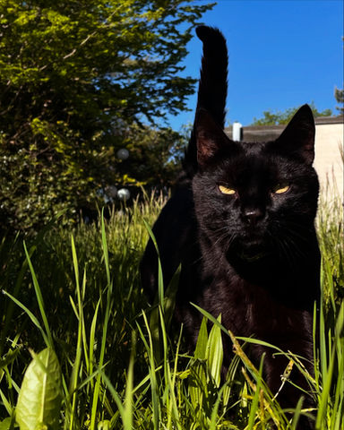 Cat, Catsitting, Outdoor Cat, Forest, Happy, Zürich, Zurich, Binz, Pfaffhausen, Zollikon, Witikon, Küsnacht, Ebamtingen, Dübendorf, Römerhof, Zollikerberg, Zumikon