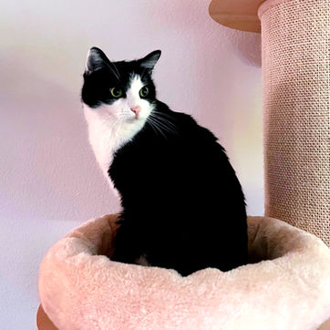 Cat, Indoor Cat, Catsitting, Happy, Zürich, Zurich, Binz, Pfaffhausen, Zollikon, Witikon, Küsnacht, Ebamtingen, Dübendorf, Römerhof, Zollikerberg, Zumikon