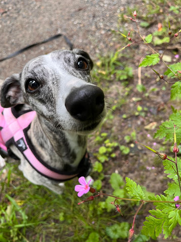 Dog, Italian Whippet, Whippet, Dogwalking, Forest, Happy, Zürich, Zurich, Binz, Pfaffhausen, Zollikon, Witikon, Küsnacht, Ebamtingen, Dübendorf, Römerhof, Zollikerberg, Zumikon