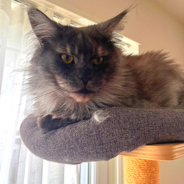 Maine coon, Cat, Catsitting, Outdoor Cat, Forest, Happy, Zürich, Zurich, Binz, Pfaffhausen, Zollikon, Witikon, Küsnacht, Ebamtingen, Dübendorf, Römerhof, Zollikerberg, Zumikon