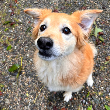 Dog, Mixed dog, Golden Retriever mix, Dogwalking, Forest, Happy, Zürich, Zurich, Binz, Pfaffhausen, Zollikon, Witikon, Küsnacht, Ebamtingen, Dübendorf, Römerhof, Zollikerberg, Zumikon