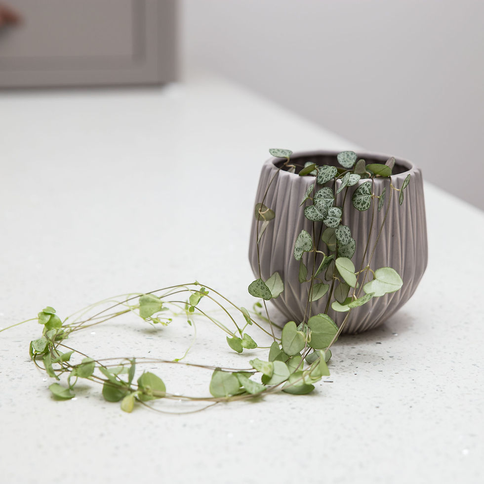 Thumbnail: String of Hearts - Ceropegia Woodii