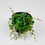 Thumbnail: String of Turtles - Peperomia Prostrata