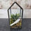 Thumbnail: Mini House Terrarium & Succulent Set