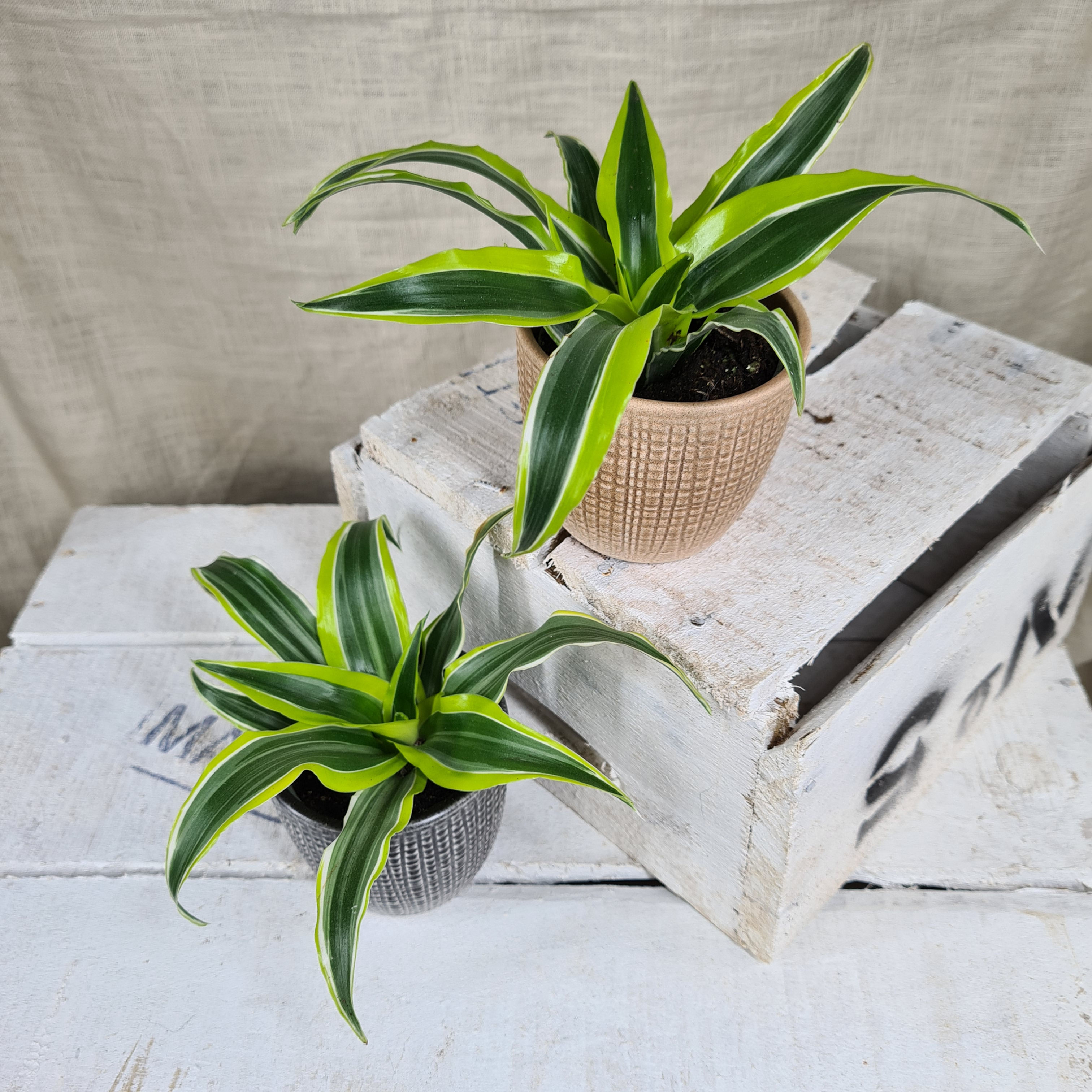 Dracaena Lemon Surprise