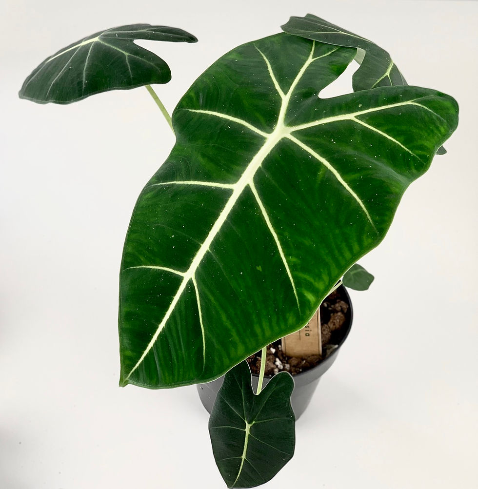 Thumbnail: Alocasia Frydek