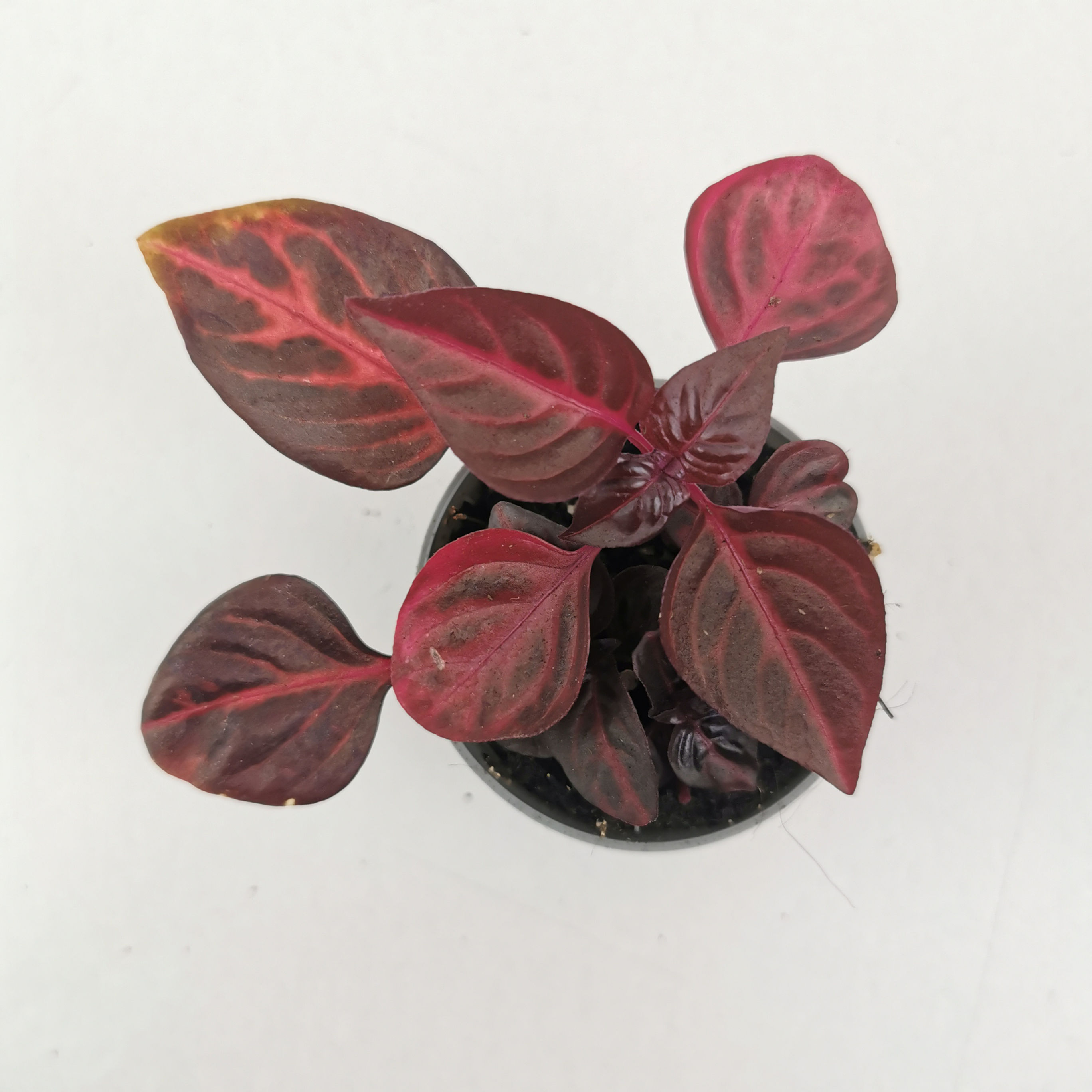 Iresine Herbstii Bloodleaf