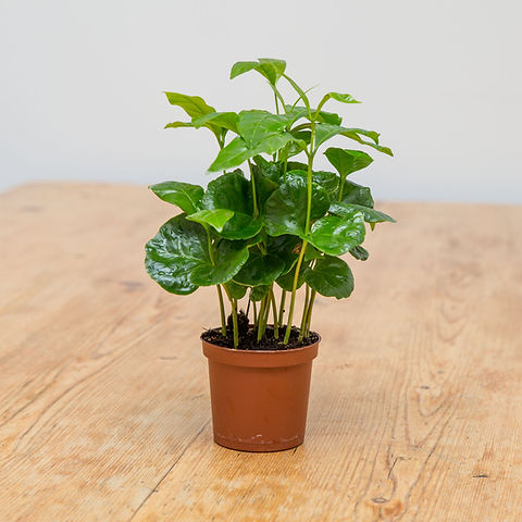 Guia de cuidados para a planta do café Coffea Arabica Guia de cuidados para a planta do café Coffea Arabica