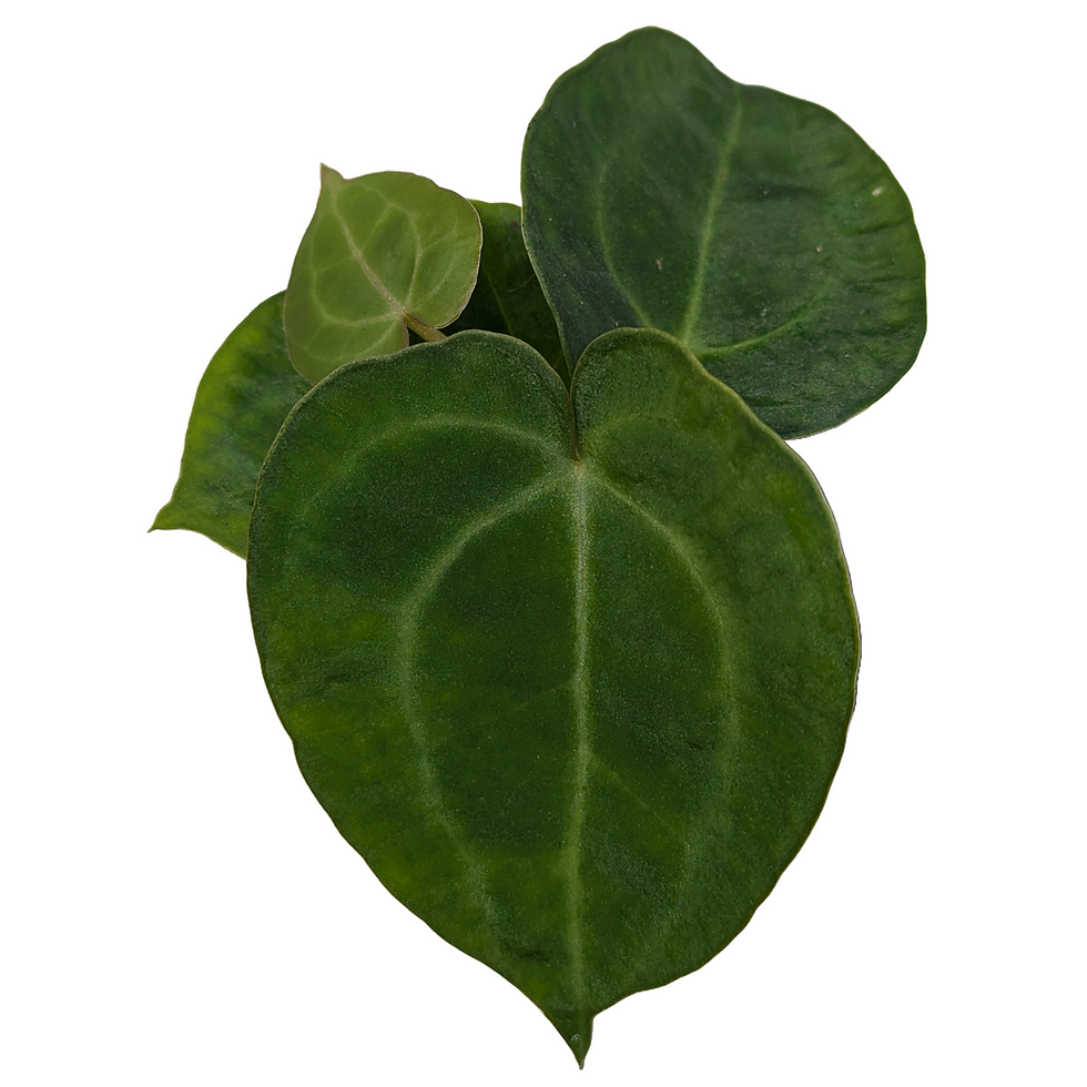 Thumbnail: Anthurium Clarinervium Miniature