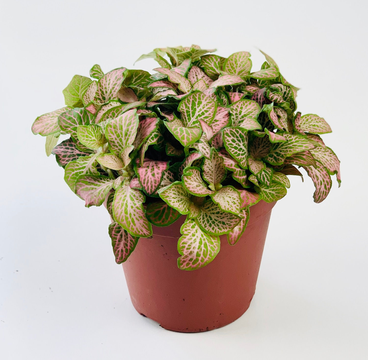 Fittonia Pink Ruby Lime