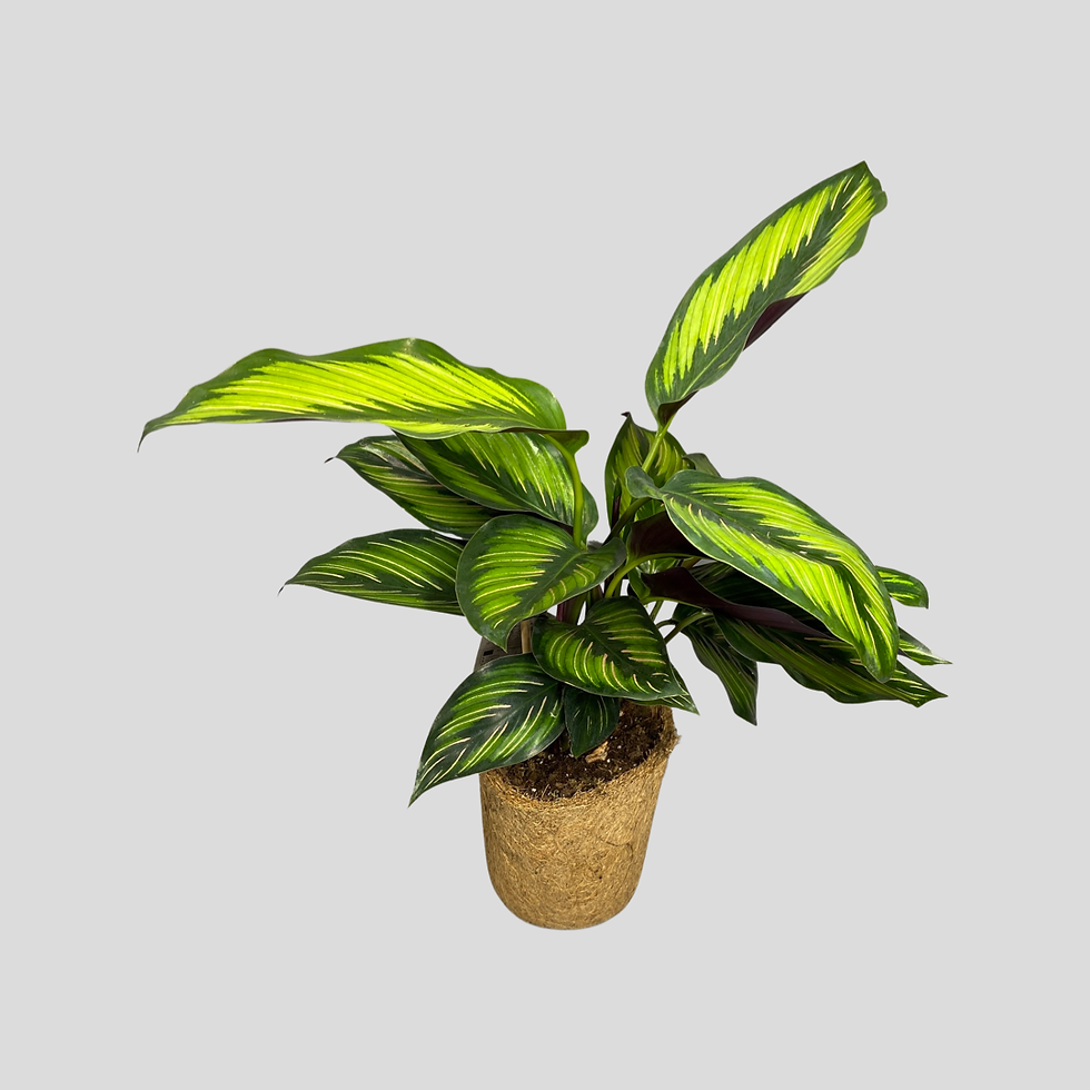 Thumbnail: Calathea Beauty Star - Variegated Green/Light Green/Pink Leaves