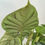 Thumbnail: Alocasia Silver Dragon Scale