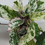Thumbnail: Variegated Hibiscus