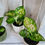 Thumbnail: Aglaonema Red Zirkon - Chinese Evergreen