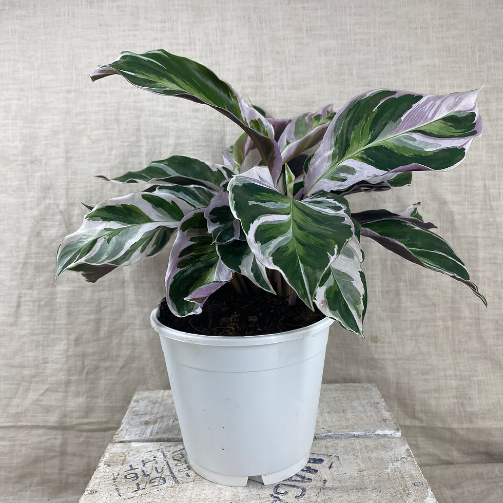 Thumbnail: Calathea White Fusion