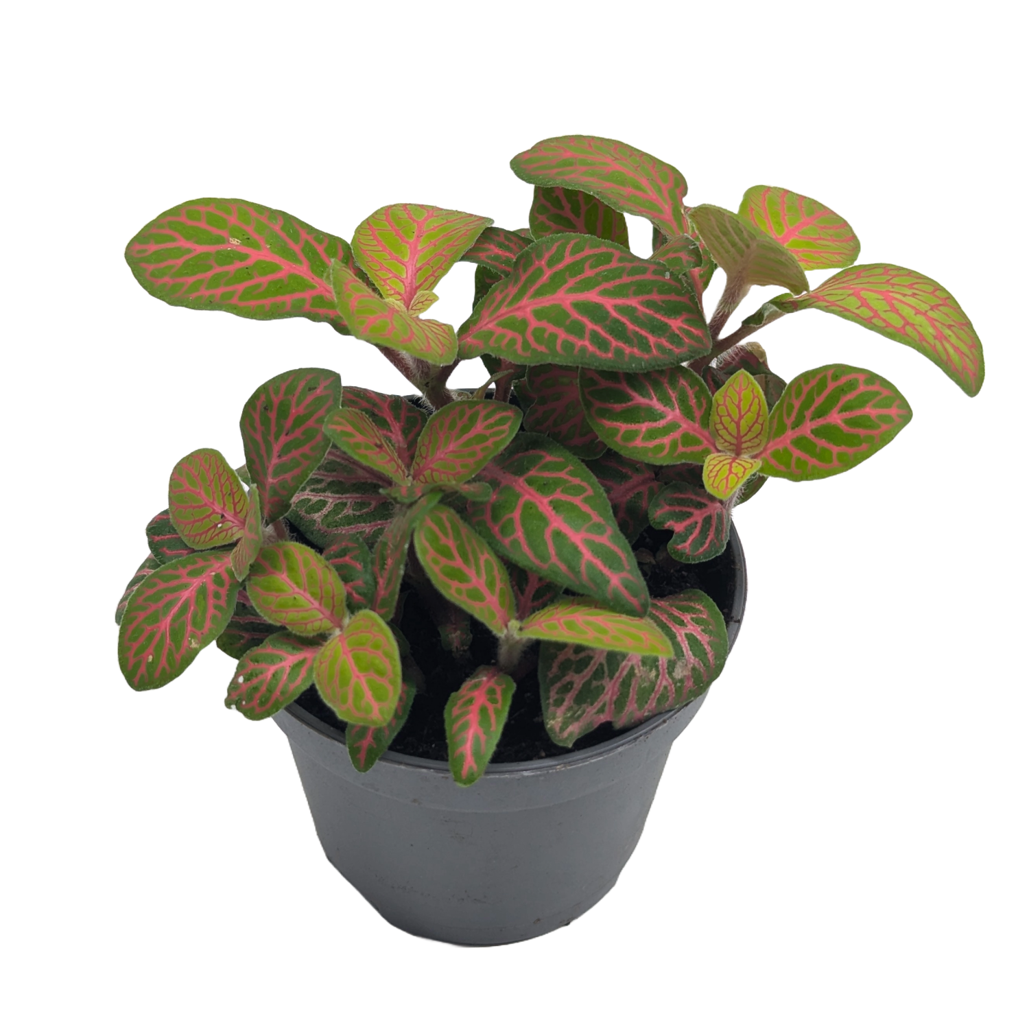 Fittonia Skeleton Mini