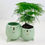 Thumbnail: Henri & Henrietta Double Planter