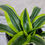 Thumbnail: Dracaena Lemon Surprise