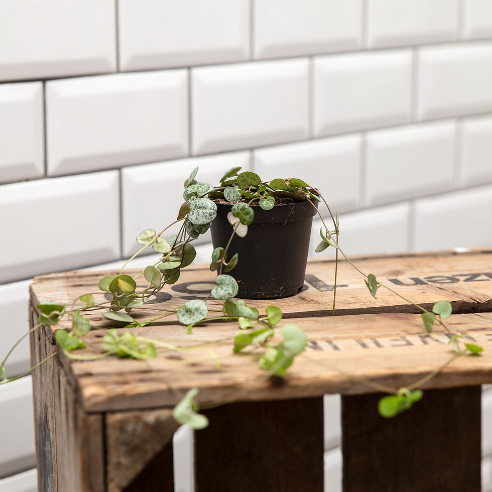 Thumbnail: String of Hearts - Ceropegia Woodii