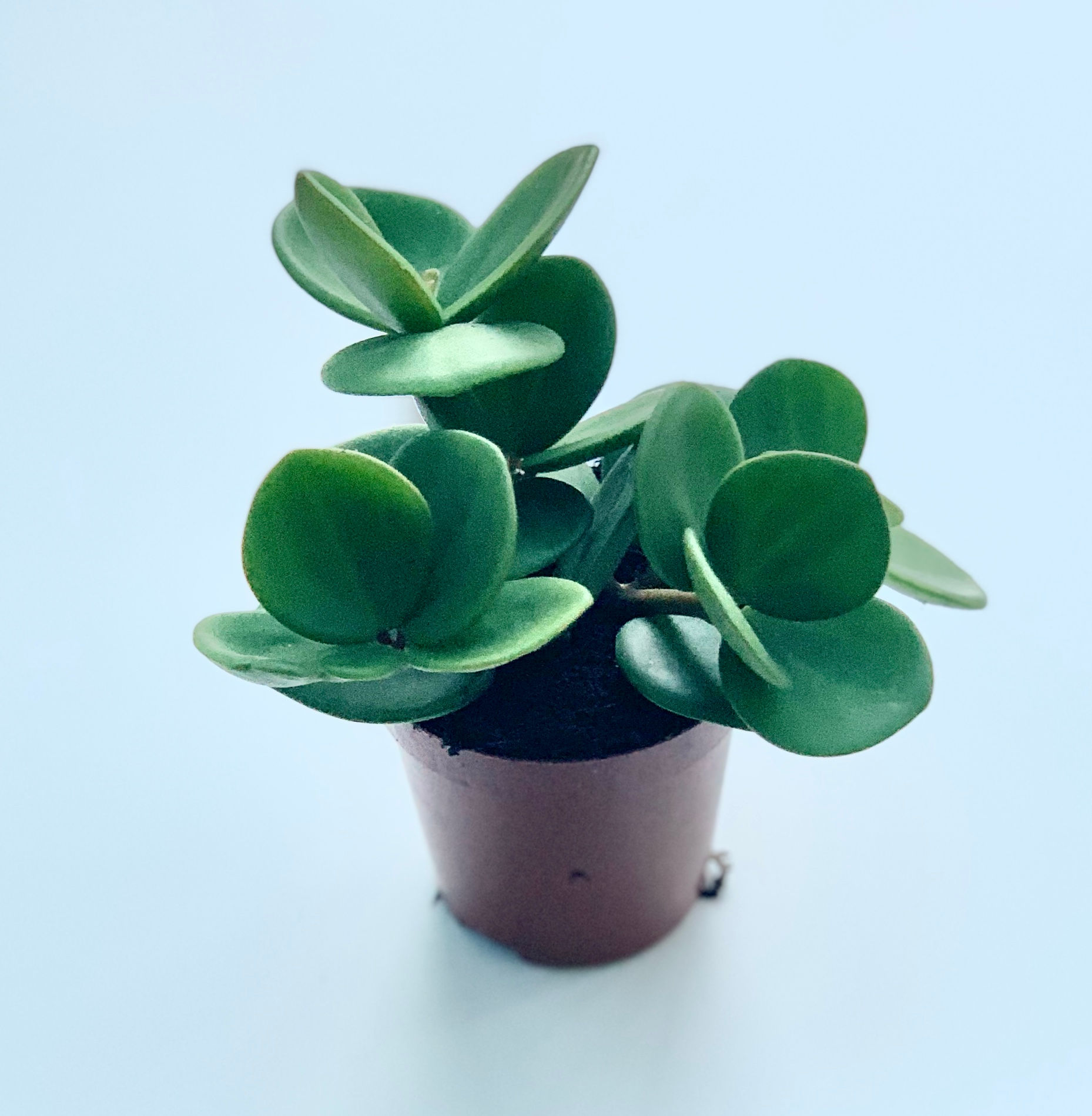 Peperomia Hope